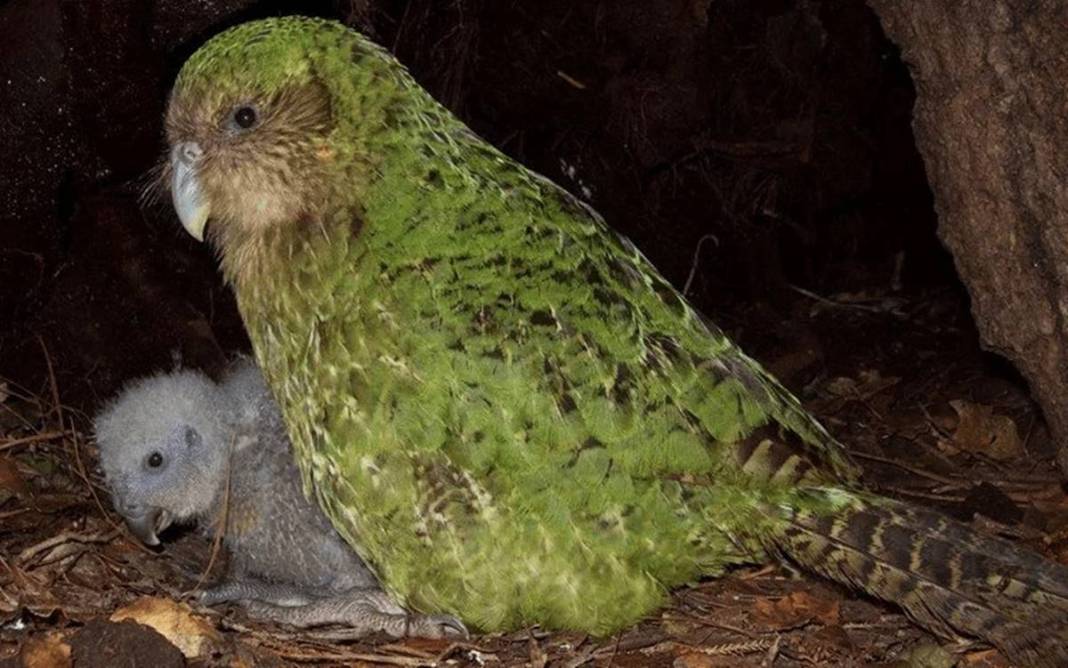 40 yıl sonra sevindiren haber geldi: Bu kez aynı hatayı yapmayalım! Dolu dizgin geri dönüyorlar... 7